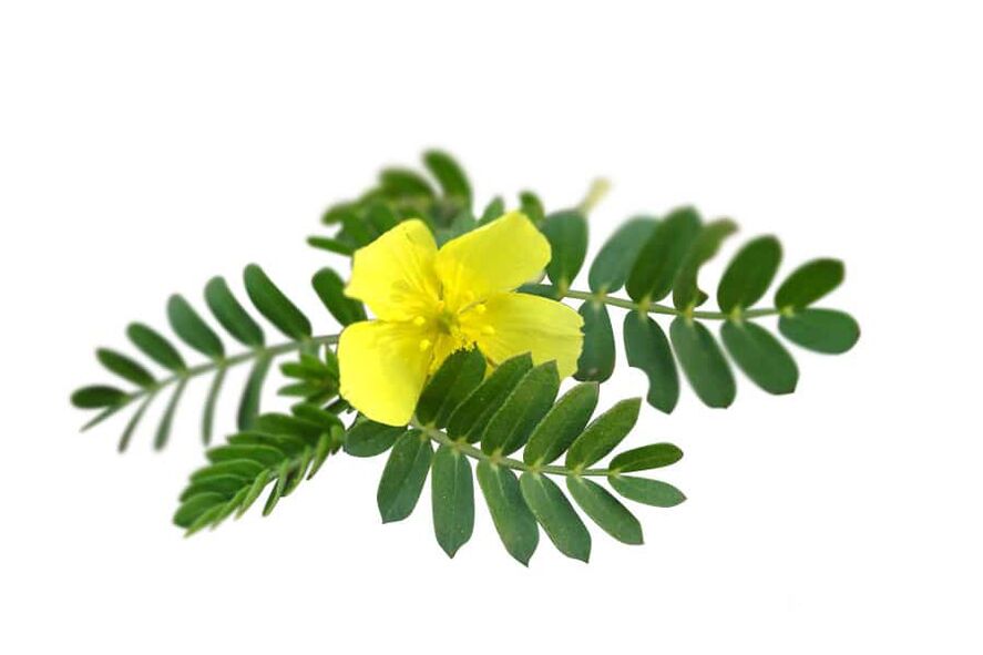 Tribulus terrestris als Teil von Glucoren