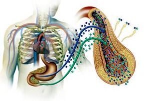 Schädigung der Bauchspeicheldrüse bei Diabetes mellitus